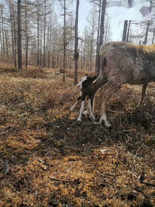驯鹿宝贝 第一季